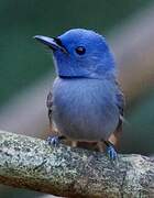 Black-naped Monarch