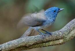 Black-naped Monarch