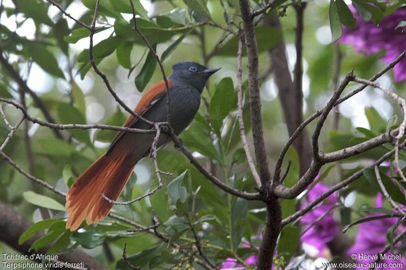 African Paradise Flycatcher female adult