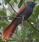 African Paradise Flycatcher