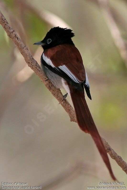 African Paradise Flycatcher male adult breeding, identification