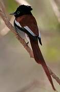 African Paradise Flycatcher