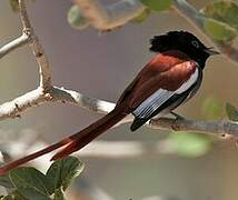 African Paradise Flycatcher