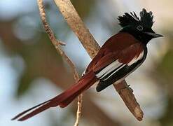 African Paradise Flycatcher