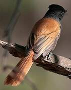 African Paradise Flycatcher