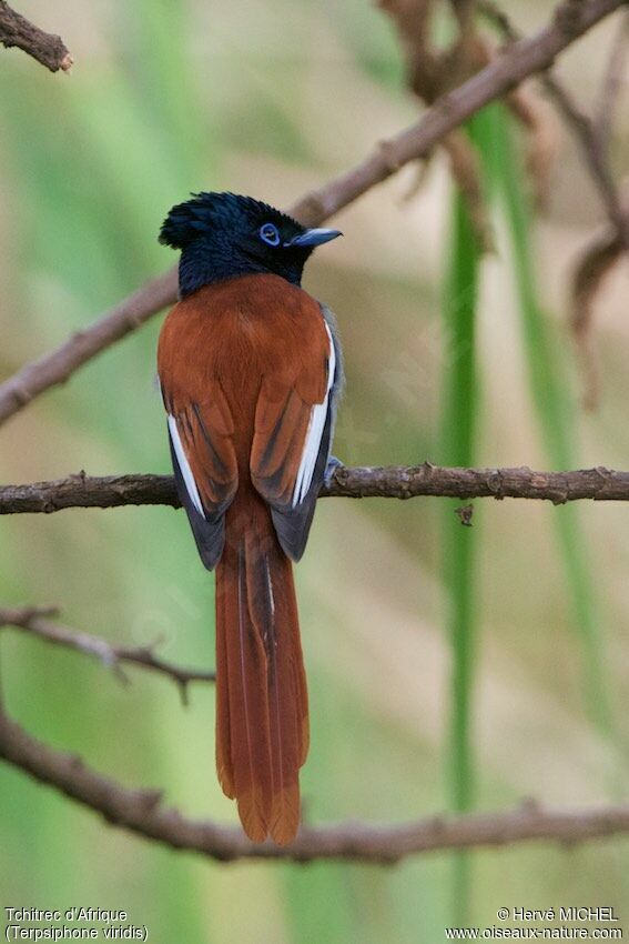 African Paradise Flycatcher