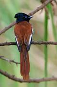 African Paradise Flycatcher