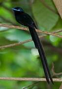 Seychelles Paradise Flycatcher