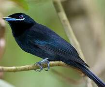 Seychelles Paradise Flycatcher