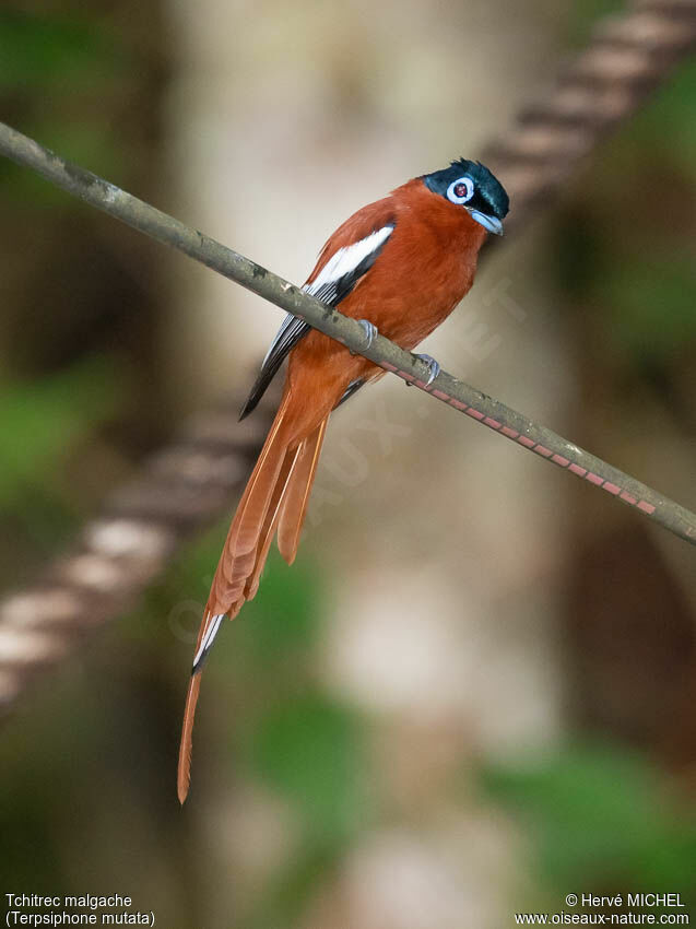 Malagasy Paradise Flycatcher male subadult