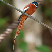 Malagasy Paradise Flycatcher