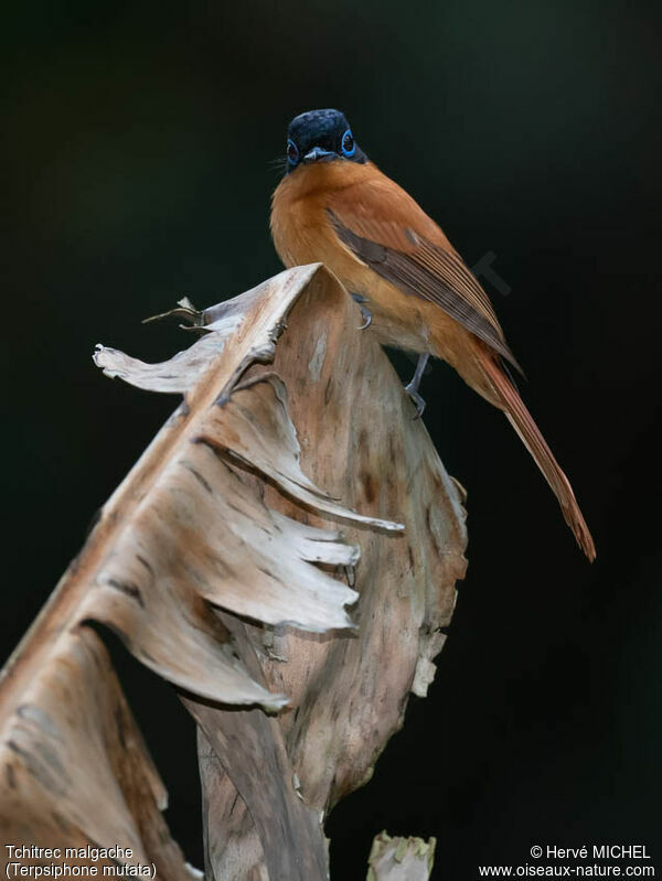 Malagasy Paradise Flycatcher female adult