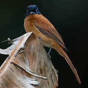 Malagasy Paradise Flycatcher