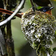 Malagasy Paradise Flycatcher