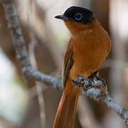 Malagasy Paradise Flycatcher