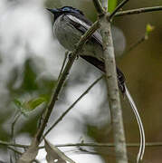 Malagasy Paradise Flycatcher