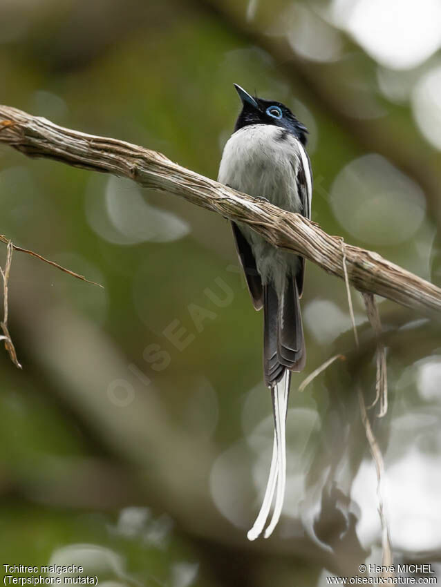 Malagasy Paradise Flycatcher male adult