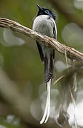 Malagasy Paradise Flycatcher