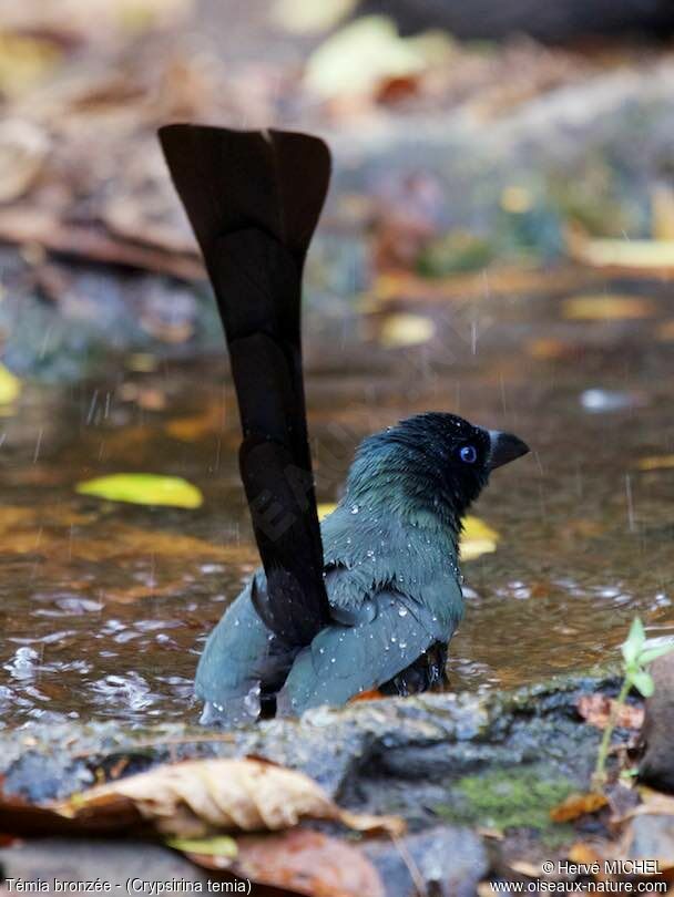 Racket-tailed Treepie