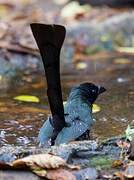 Racket-tailed Treepie