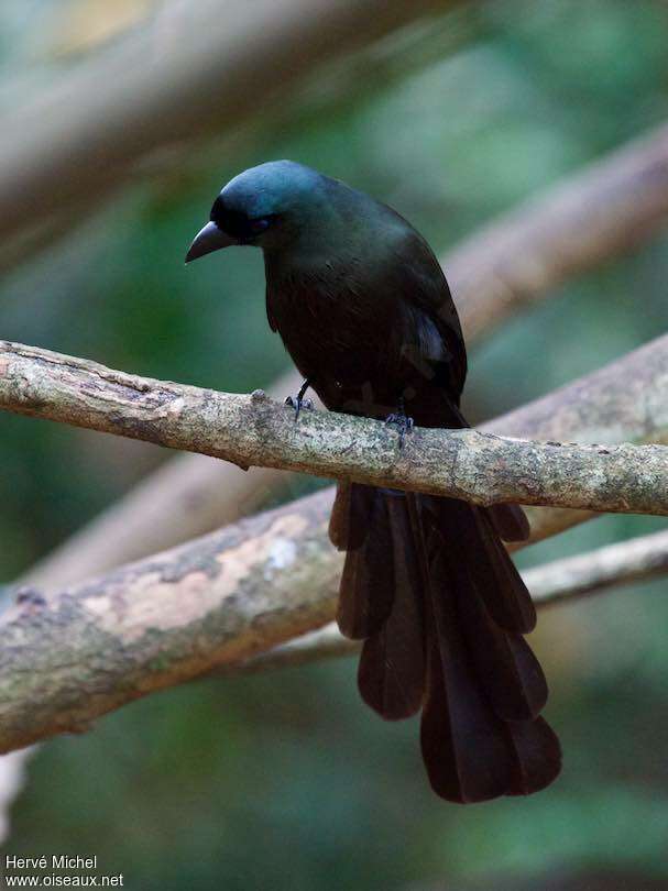 Racket-tailed Treepieadult