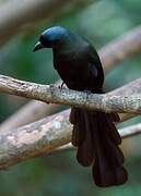 Racket-tailed Treepie