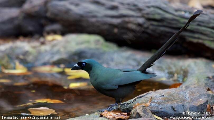 Racket-tailed Treepie