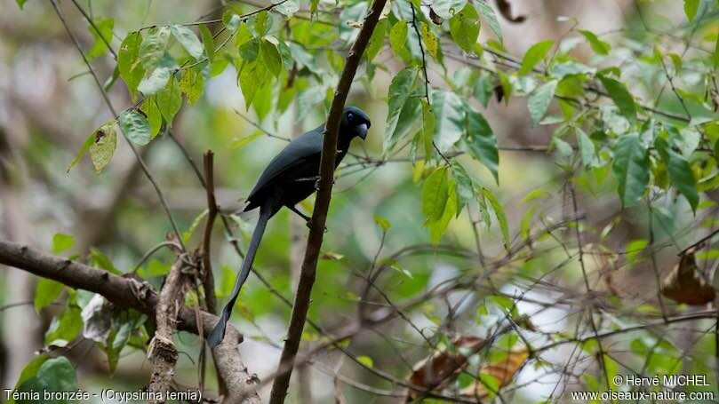 Racket-tailed Treepie