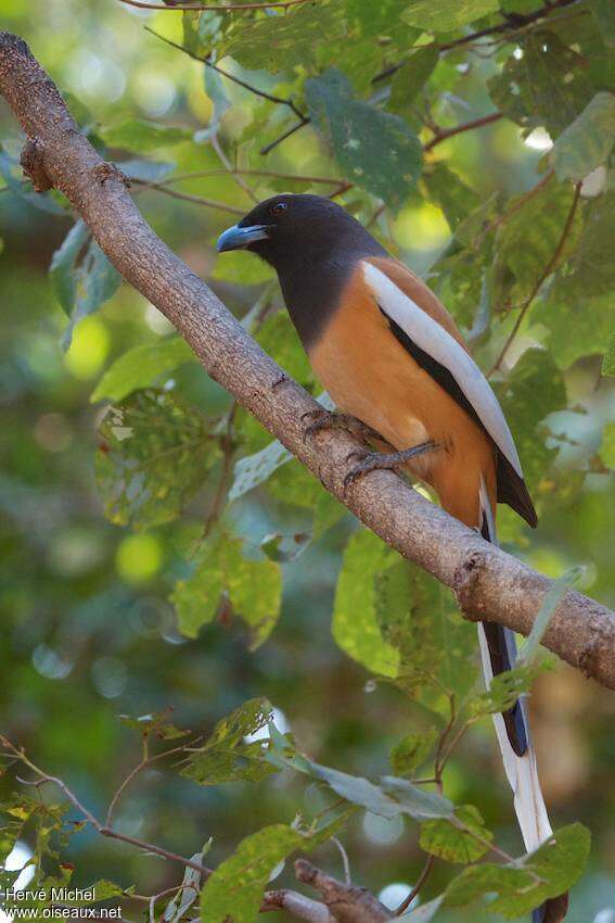 Rufous Treepieadult, habitat