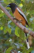 Rufous Treepie