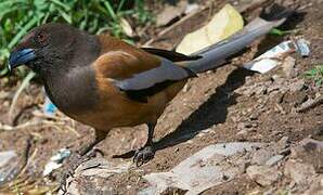 Rufous Treepie