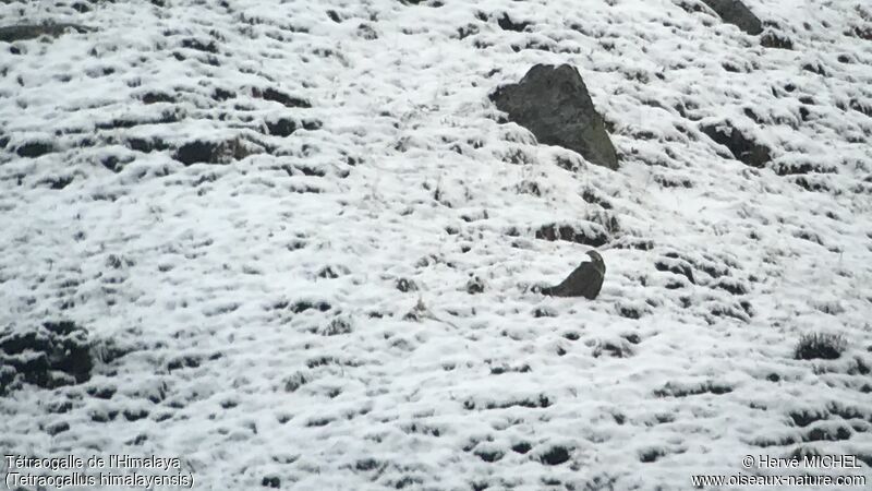 Himalayan Snowcock