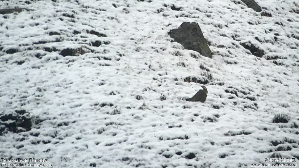 Himalayan Snowcock