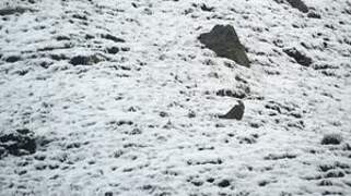 Himalayan Snowcock