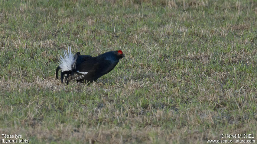 Black Grouse male adult