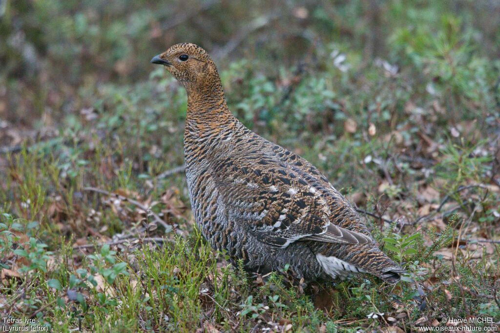 Black Grouse