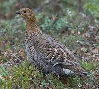 Black Grouse