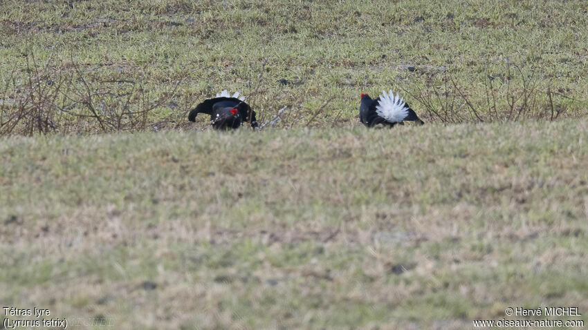 Black Grouse