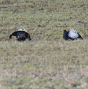 Black Grouse