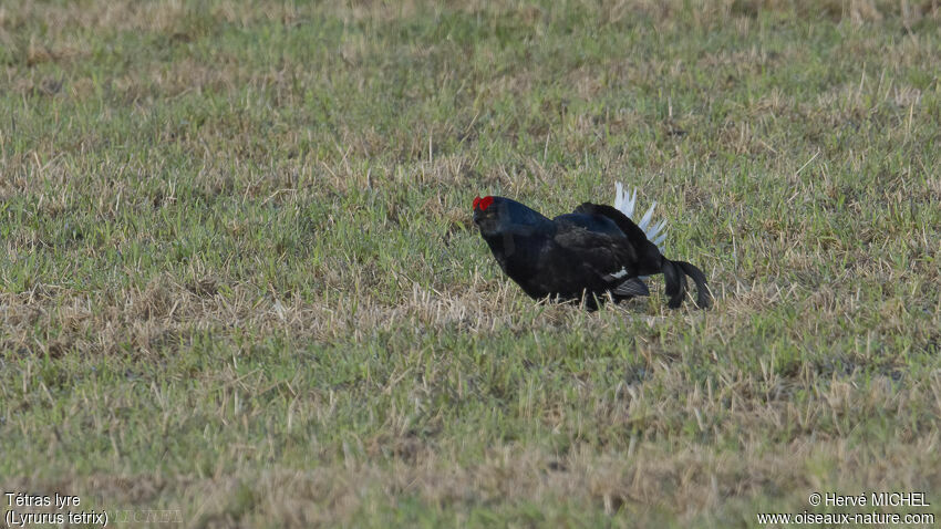 Black Grouse