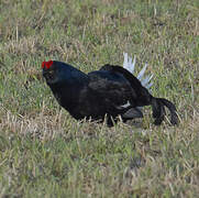 Black Grouse