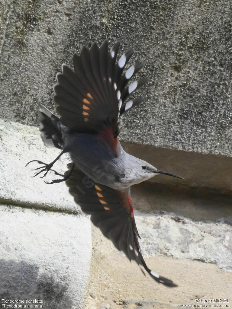 Wallcreeper