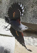 Wallcreeper