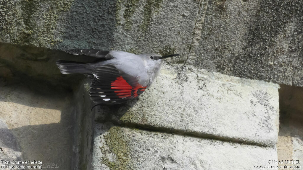 Wallcreeper