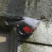 Wallcreeper