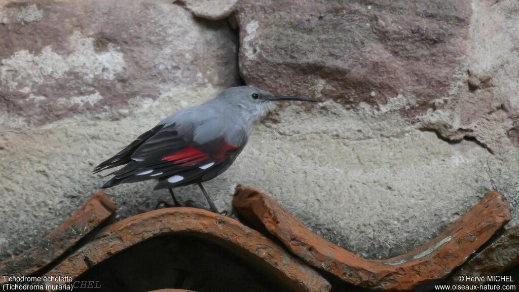 Wallcreeper