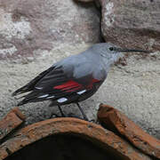 Wallcreeper