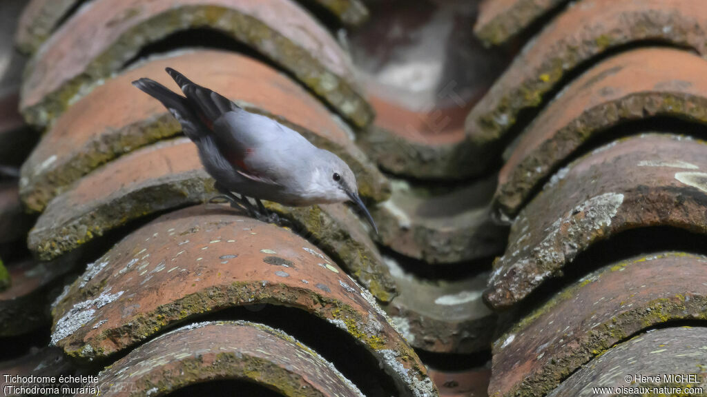 Wallcreeper