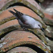 Wallcreeper