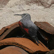 Wallcreeper